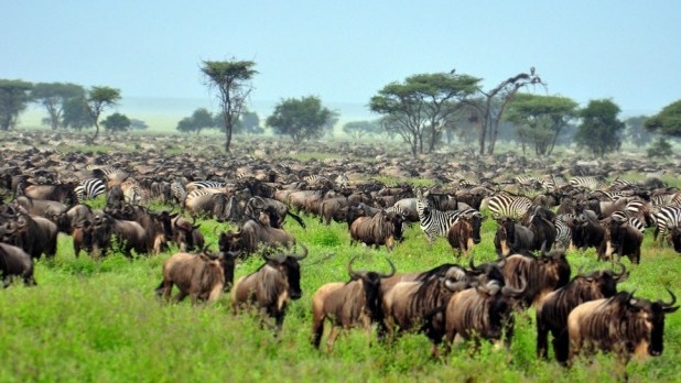 Tanzania’s oldest and most popular national park, also a world heritage site and recently proclaimed a 7th world-wide wonder, the Serengeti is famed for its annual Great Migration, a 1,200-mile odyssey of 1.5 million wildebeest and 200,000 zebras, all of them chasing the rains in a race for life, while being purchased by an incredible amount of predators. Your chances of watching a kill are pretty high when you visit the area in the right season, when 40km (25 mile) long columns of animals plunge through crocodile-infested waters on the annual exodus north (June) or when they replenish their species in a brief population explosion that produces more than 8,000 calves daily (February).