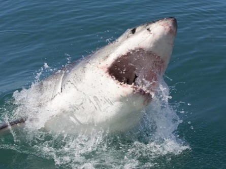 The great white shark is possibly the most famous predator of the seas. As the inspiration of more than a few Hollywood horror films, it has beco...