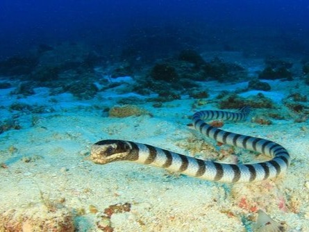 Sea snake is the name given to many different species of snakes that live in the sea.<br /><br /><br />There are around 60 different types of sea snak...