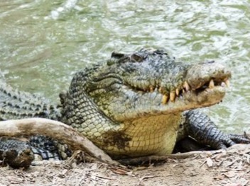 The saltwater crocodile is often referred to as the most dangerous animal in Australia, as it thrives both on land and in the water. When a perso...