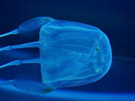 Not all jellyfish are dangerous, but the venom of the box jellyfish makes up for all of its relations. Its venom is mostly used to kill small prey; however, it can also cause heart attacks in humans.The box jellyfish is a carnivorous invertebrate. They are large jelly fish that can grow to be 10 feet long. However, they weigh up to 5 pounds despite their size. Most of the body of a jellyfish is made up of tentacles, which are very delicate. This is why the jellyfish developed its venom; its tentacles are too delicate to use to catch prey.Most of these jellyfish live off the coast of Northern Australia, but they can also be found throughout the Indo-Pacific region.It uses its tentacles to sting prey, and every tentacle has as many as 5,000 stinging cells. These tentacles sting not when they are touched but when they sense a specific chemical on its prey.