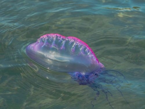 The Portuguese man-of-war is one of the most enigmatic dangerous animals in the ocean. It is an invertebrate that is often mistaken for a jellyfish. However, not only is it not a jellyfish, it is also not a single creature. What does this mean?It means that it is not a single animal, but an animal that is made up of many organisms that work together form a single moving creature. This kind of creature is call a siphonophore.This creature is not very large and it is often only a foot long and half a foot wide. However, its tentacles are suggested to reach as long as 165 feet. This discrepancy is the result of the four separate polyps that make up the body.