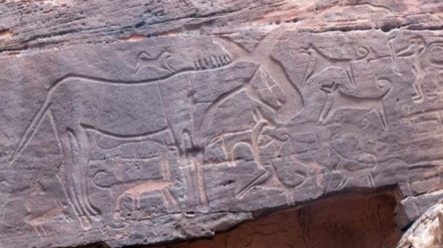 In Saudi Arabia, recently uncovered rock art depicts what could be dogs tethered to the waists of hunters. The carvings at Shuwaymis and Jubbah show animals being stalked by archers.Dogs surround the men, appearing as medium-sized animals with erect ears, short noses, and curled tails. Possible ropes, drawn as simple lines, run from the dogs’ necks to nearby human hips. While the image of a leashed canine does not stand out, the oldest of its kind might.The Arabian gallery is ancient. But there is no irrefutable way to date engravings, so researchers had to find another way to arrive at an estimate. They analyzed themes inside the scenes and compared them to known eras. The etchings included cattle and sheep, which meant that the dog owners belonged to a pastoral or herding community.