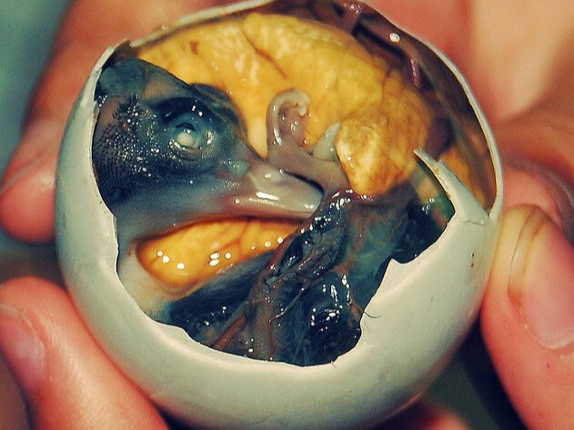 Balut is a developing bird embryo that is boiled and eaten from the shell. It originated from and is commonly sold as street food in the Philippines.