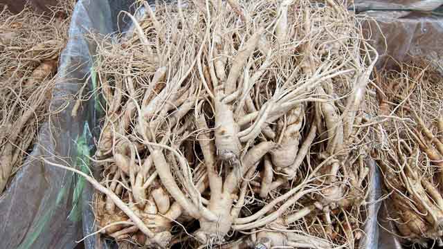 This gnarled rhizome is perhaps one of the best known of the Chinese herbs. The name literally translates to “human root” because the shape of it vaguely resembles a human body – in TCM, it’s thought that the shape symbolizes ginseng’s potent ability to cure human ills, replenish qi (vital energy), and warm the body. Aside from that, ginseng is an antioxidant, which helps rid the body of free radicals. There is also some evidence that ginseng boosts the immune system, which can help the body fight off infection and disease.