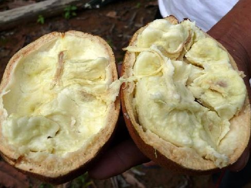 Copoazú is yet another amazing, nutritious fruit from the Amazon regions of Colombia, and contains high levels of Vitamin C, as well as pectin, phosphorus, iron and calcium. It has antioxidant properties, too, as if all those vitamins and minerals weren’t enough.