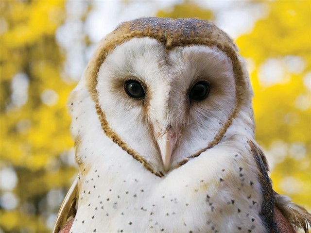 The owls became popular as pets thanks to the “Harry Potter” saga. Their heart-shaped head and they large eyes make them mysterious animal...