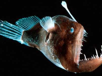 This dangerous fish besides being in these top 10 most dangerous fish should also be in the top 10 world’s ugliest animals. It lives in deep waters, especially in the depths of the Atlantic and Antarctic oceans. The main characteristic of this fish is his mode of predation, because it has a fleshy growth from his head that acts as a lure; and at the tip of this lure there is a luminous trap that it uses to attract preys and then devour them. Lastly, despite being small he has the ability to expand his jaw and stomach to eat even bigger animals than it.