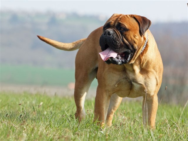 Keep your children away from this dog. In 2014 a Bullmastiff jumped over a fence and attacked two teenagers playing in the neighbours garden. It kille...