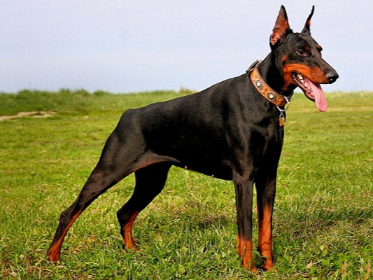 Because this dog is so strong and intelligent, it makes the perfect guard dog. It’s perfect for a family protection dog and is even used in the Police to hunt criminals. However, if it’s not raised and tamed in the proper way, it could suddenly attack someone completely innocent. The Doberman Pinschers is perfectly capeable of killing a human.