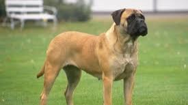 The Bullmastiff is a large-sized breed of domestic dog, with a solid build and a short muzzle. The Bullmastiff shares the characteristics of molosser ...