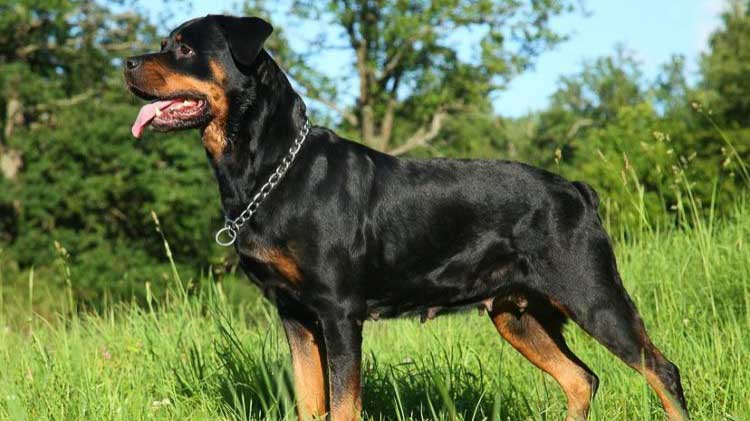 The Rottweiler (/ËˆrÉ’twaÉªlÉ™r/, UK also /-vaÉªlÉ™r/)[1][2] is a breed of domestic dog, regarded as medium-to-large[3][4] or large.[5]...
