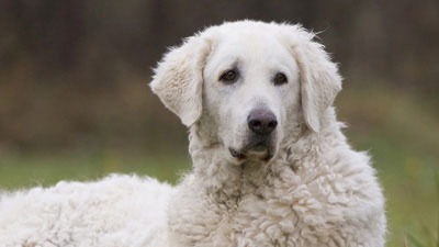 The Kuvasz (Hungarian pronunciation: [ËˆkuvÉ’s]), is an ancient breed of a livestock dog of Hungarian origin. Mention of the breed can be found i...