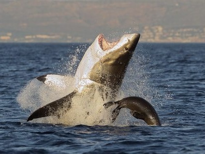 Top 10 Most Dangerous Animals in The Ocean